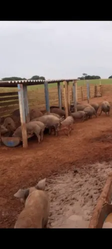 Porcos e porcas