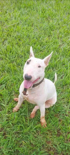 Doo Bull terrier