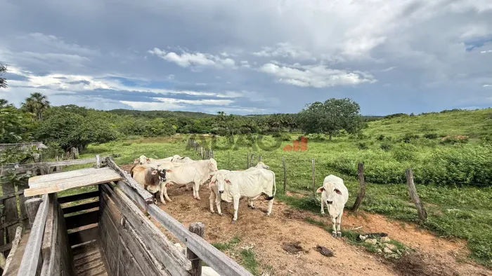 FAZENDA 29 hectares em Padre Bernardo GO a 90KMde Brasilia sentido Brazlândia e Taboquinha