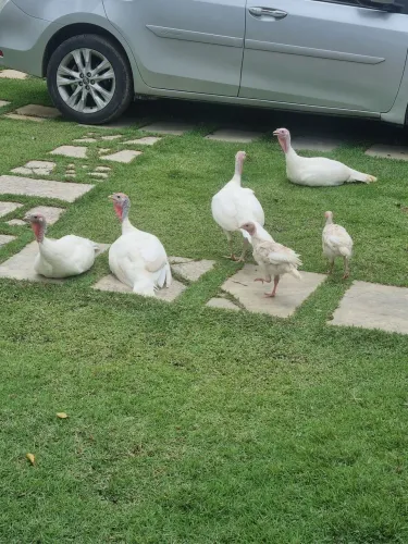 Animais domesticos