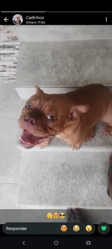 VENDO FILHOTE DE AMERICAN BULLY 
