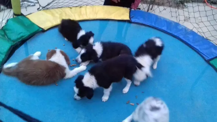 Border Collie macho vacinados 