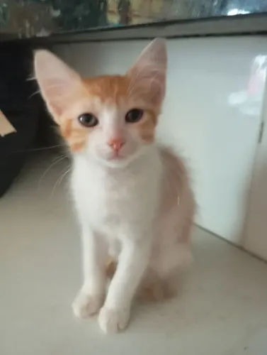 Gato para doar 