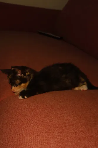 DOOU GATA FÊMEA