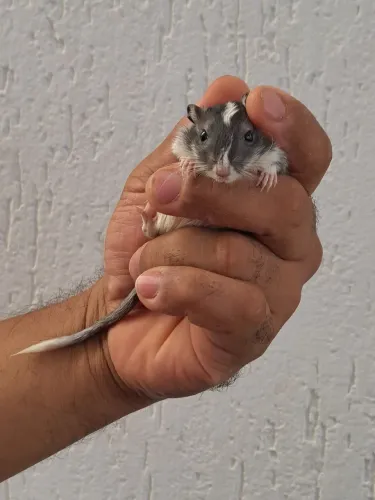 Gerbil BLACK MOTTLED 