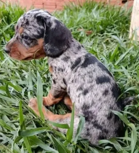 Basset Dachshund Alerquim Pronta Entrega. 