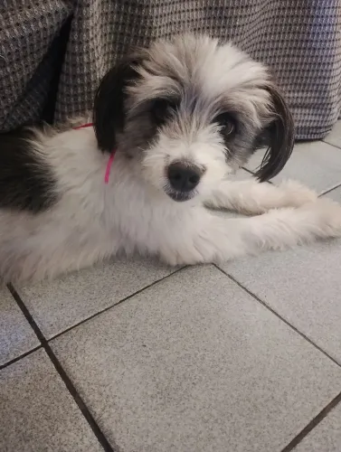 Lar provisório pra cachorrinha