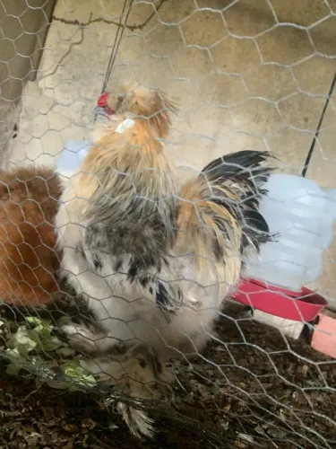 Casal de Galinha sedosa do Japão 