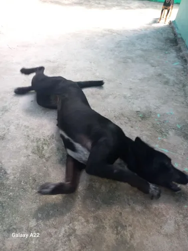 Doação.cachorra fêmea com 6 meses muito docil
