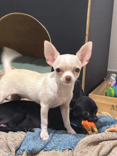 Chihuahua com Pedigree 
