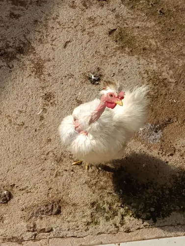 Galinhas sedosas