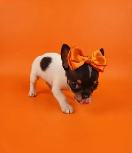 Mini Pinscher Exclusiva