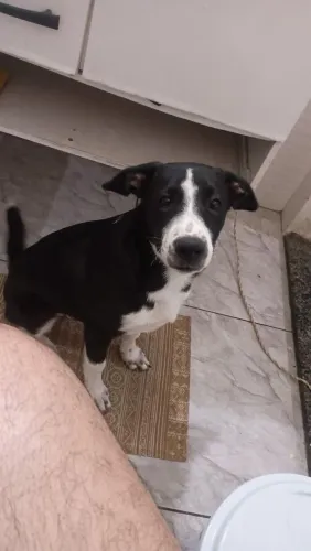 Doação de cães