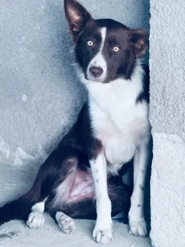 FÊMEAS BORDER COLLIE 10 meses  $1000