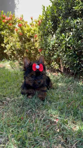 VENDE-SE YORKSHIRE TERRIER - FÊMEA