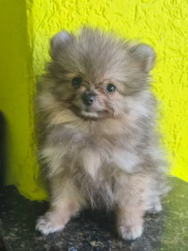 Lulu da pomerânia macho 