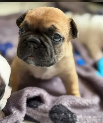 Buldogue francês 