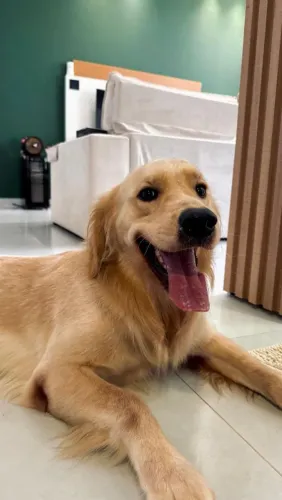 Golden Retriever