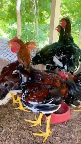 Frangos 80 dias raça GSB 7KG