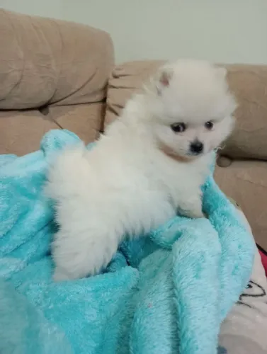 Spitz Alemão Anão, macho, pedigree/vacina/contrato em 10x no Cartão.