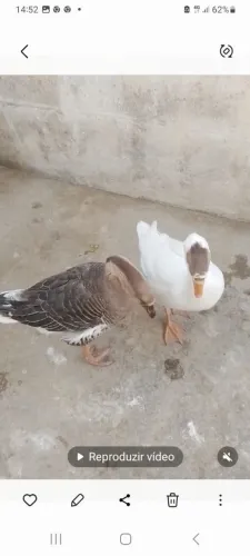 Vendo casal de gansos 