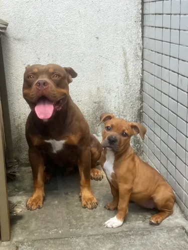 American Bully Pocket