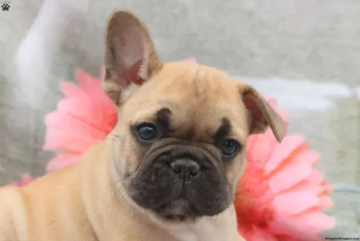 Bulldog Francês compacto - sucesso nas vendas