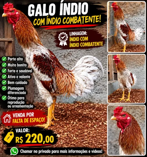 Galo Índio - Porte Alto e Muito Bonito