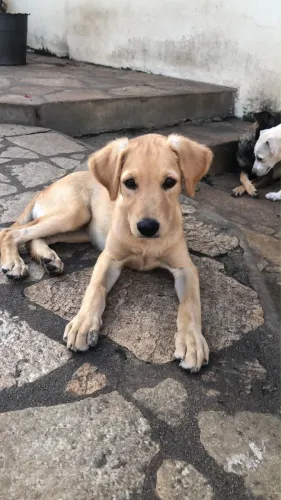 Vira lata