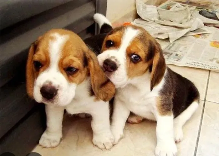 Beagle Filhotes Tricolores Verdadeiros Brincalhões.