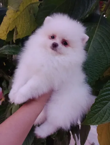 Spitz Alemão Anão, ursinho em 10x no cartão. Entregamos..
