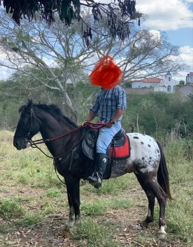 Cavalo Macho 10 anos - Muito Bonito, Boa Marcha,  - R$7.000