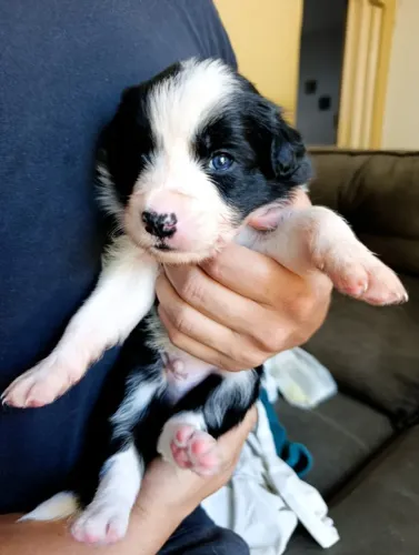 FILHOTES DE BORDER COLLIE PUROS