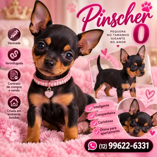 Pinscher pincher