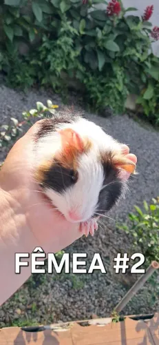 Filhotes de Porquinho da Índia