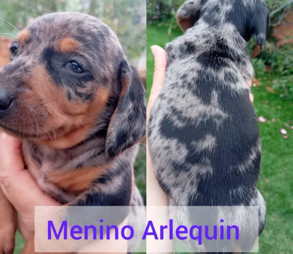 salsicha dachshund basset meninos e meninas
