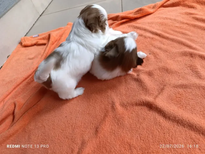 Lindos filhotes de Shitzu disponível