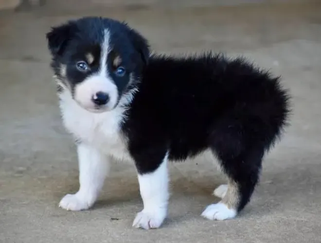 Filhotes de Border Collie | Amor que chega abanando o rabo.