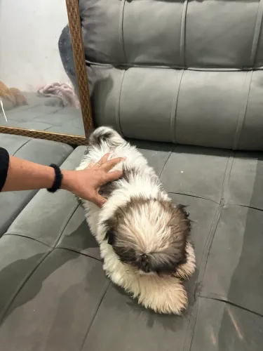 Vende-se Shih Tzu filhote 