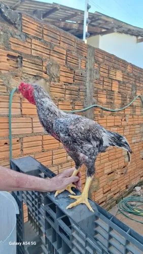 Galo índio Bico Curto