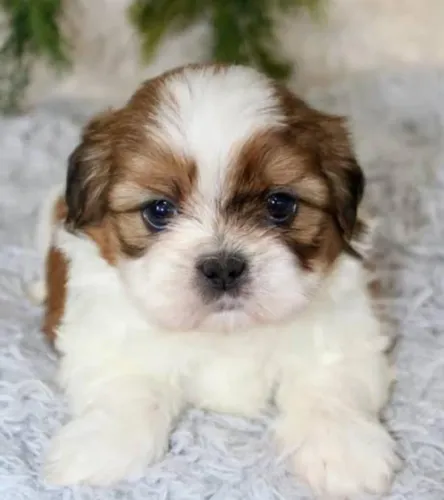 Lhasa Apso Mini Filhotes Prontos e Vacinados.