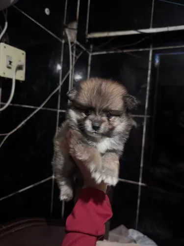 Último da linhada, lindo filhote de spitz alemão macho puro