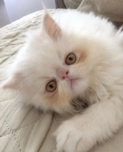 Filhote de gato Persa