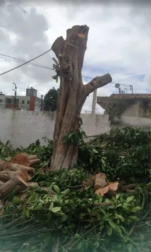 serviço de poda de arvores