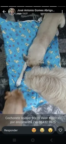 Colchonete 70x90 pode ser lavado para pet
