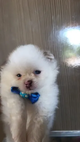 VENDE-SE LINDO FILHOTE MACHO DE SPITZ ALEMÃO (LULU DA POMERÂNIA) ANÃO!!!