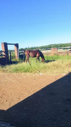 Potra mansa iniciada na doma deixa montar falta apenas arreio e graúda pra qualquer serv
