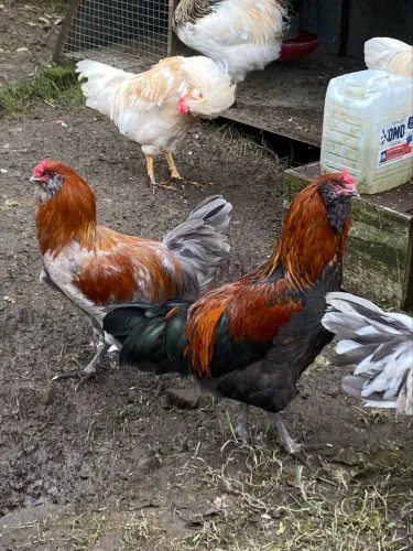Galos Ameraucana - Genética de ovo azul