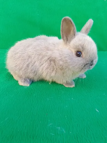 Coelho anão Netherland Dwarf 