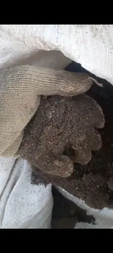 Esterco de galinha e bovino